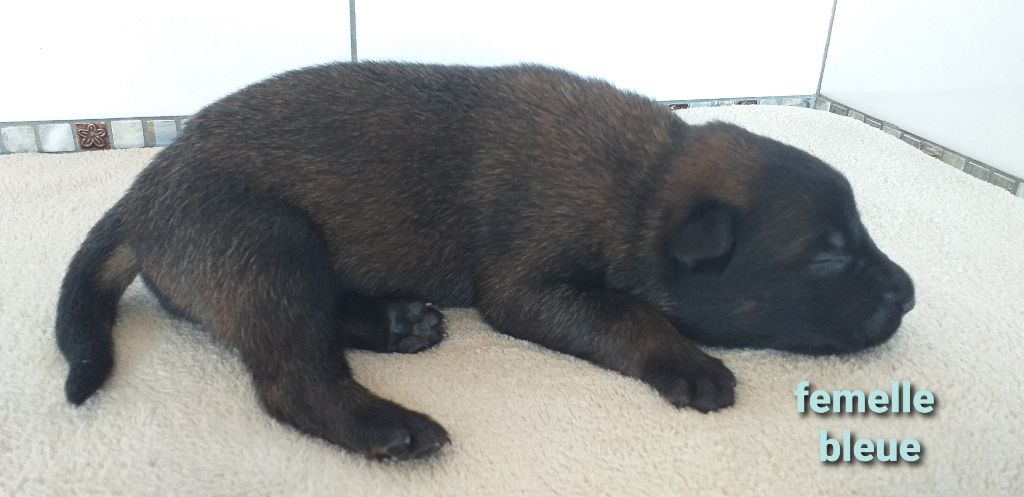 Des Terres Behennoises - Chiots disponibles - Berger Belge