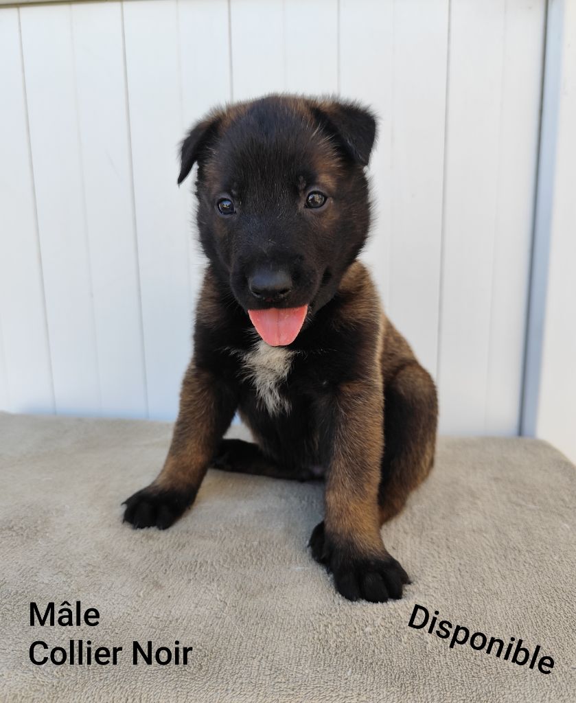 Des Terres Behennoises - Chiots disponibles - Berger Belge