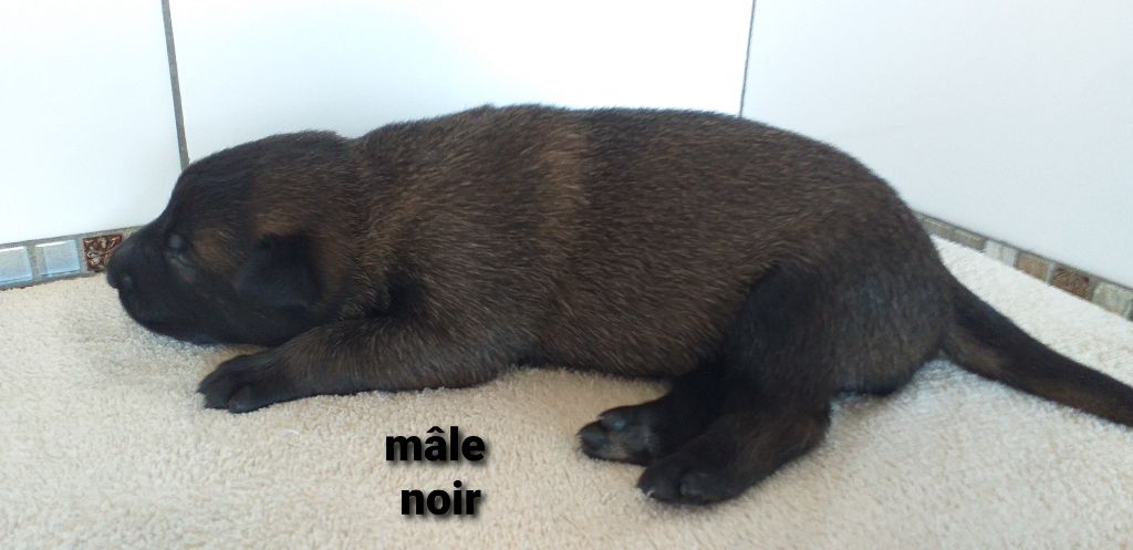 Des Terres Behennoises - Chiots disponibles - Berger Belge