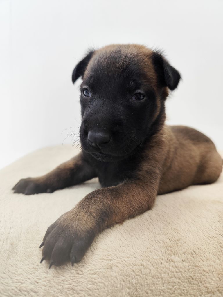 Des Terres Behennoises - Chiots disponibles - Berger Belge