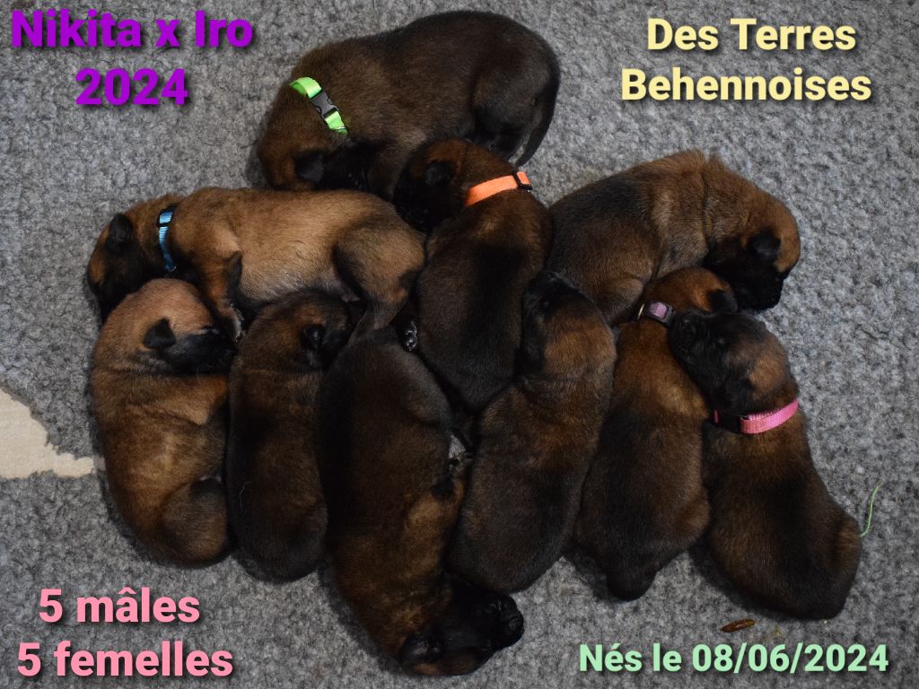 Des Terres Behennoises - Berger Belge - Portée née le 08/06/2024