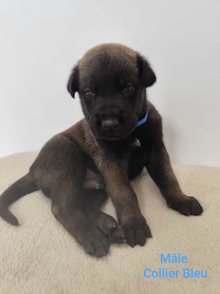 Des Terres Behennoises - Chiots disponibles - Berger Belge