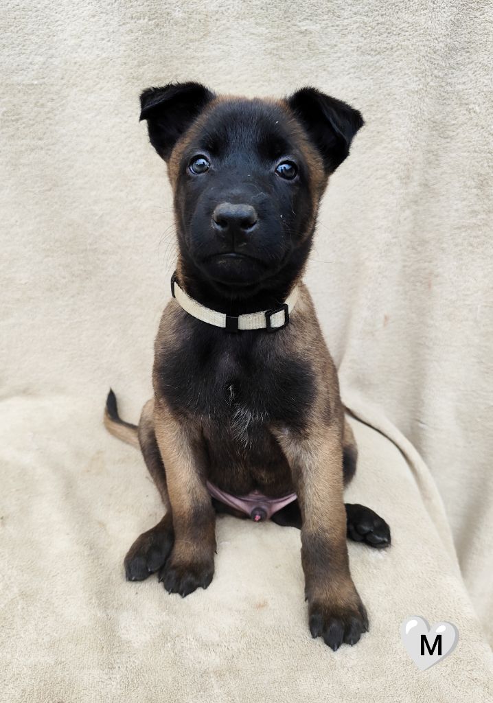 Des Terres Behennoises - Chiots disponibles - Berger Belge