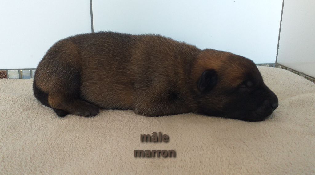Des Terres Behennoises - Chiots disponibles - Berger Belge