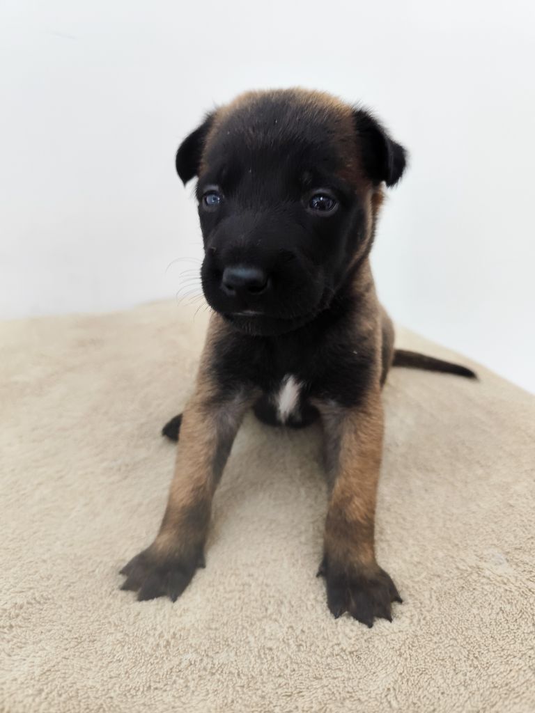 Des Terres Behennoises - Chiots disponibles - Berger Belge