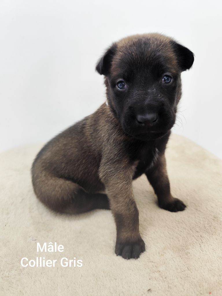 Des Terres Behennoises - Chiots disponibles - Berger Belge