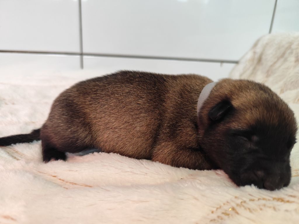 Des Terres Behennoises - Chiots disponibles - Berger Belge