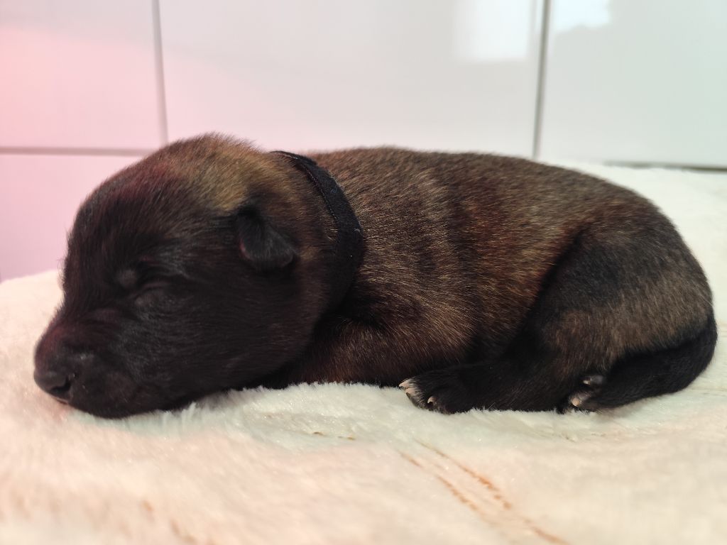 Des Terres Behennoises - Chiots disponibles - Berger Belge