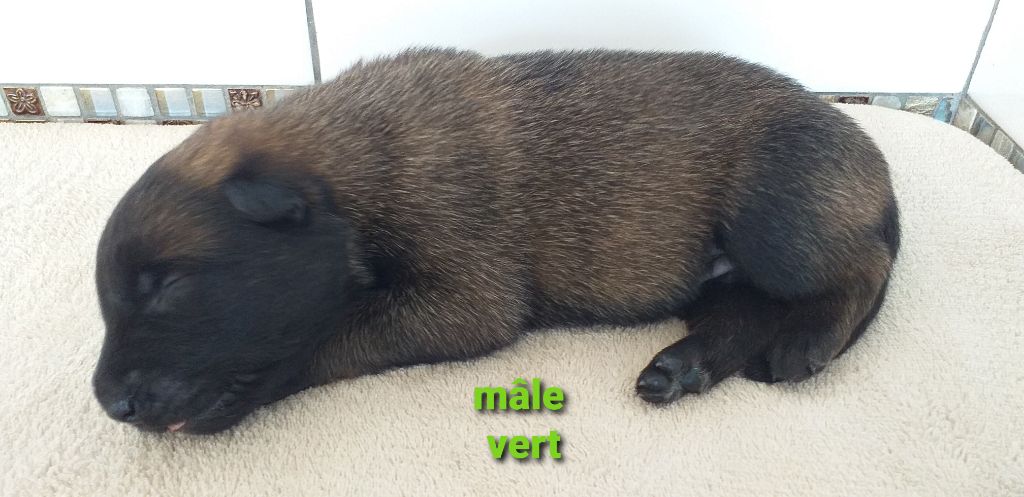 Des Terres Behennoises - Chiots disponibles - Berger Belge