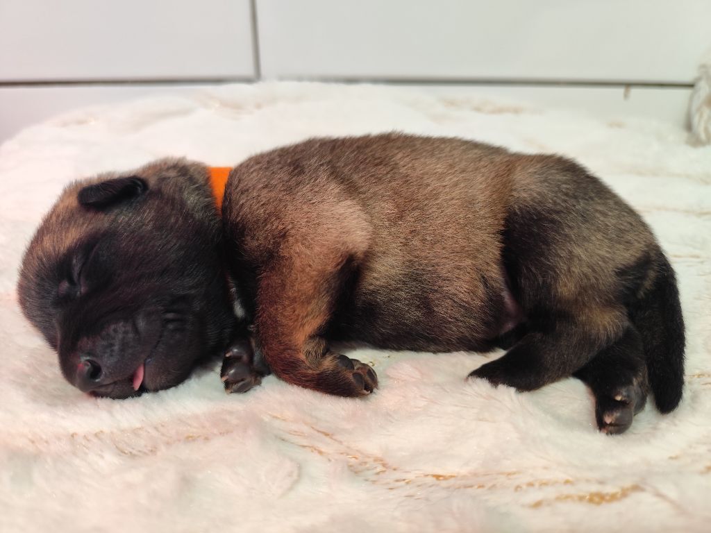 Des Terres Behennoises - Chiots disponibles - Berger Belge