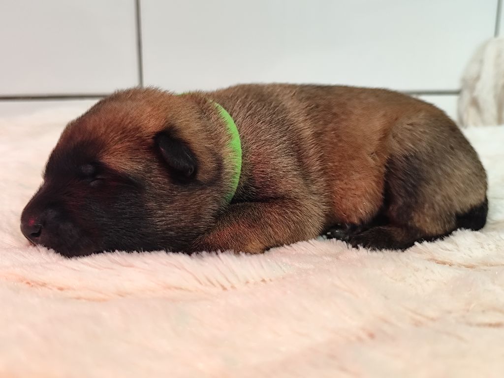 Des Terres Behennoises - Chiots disponibles - Berger Belge