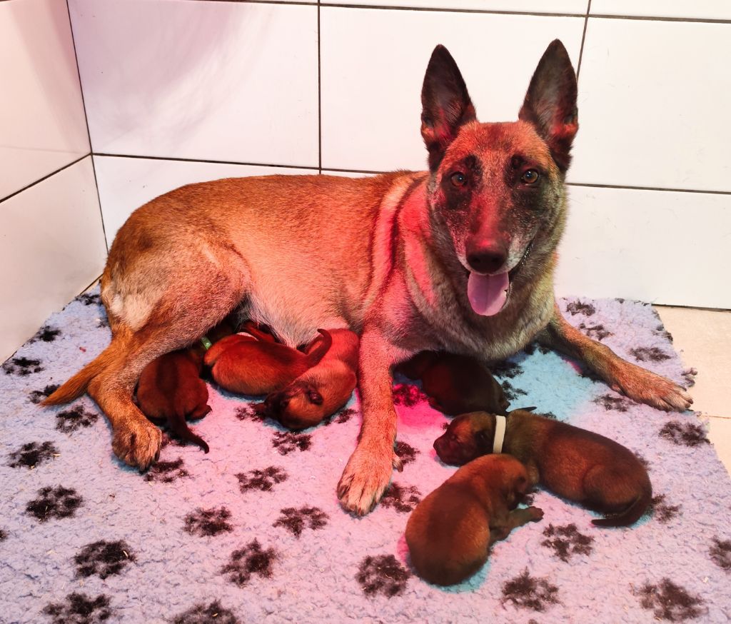 Chiot Berger Belge Des Terres Behennoises