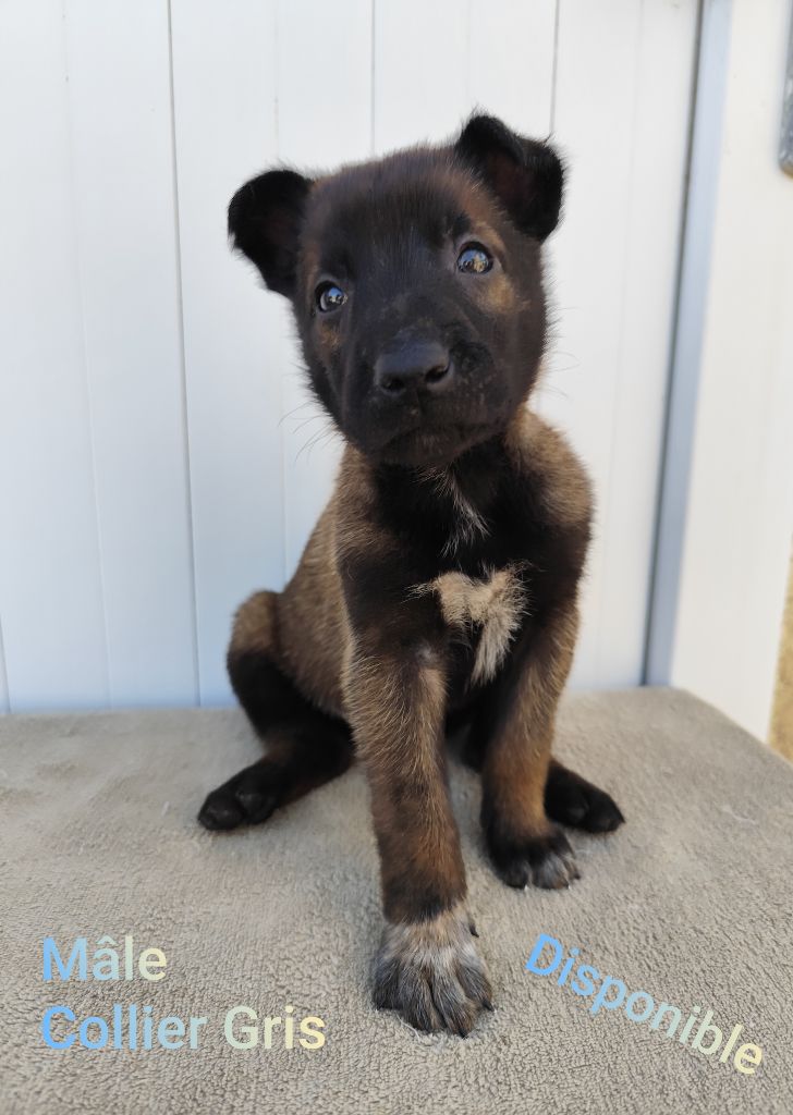 Des Terres Behennoises - Chiots disponibles - Berger Belge