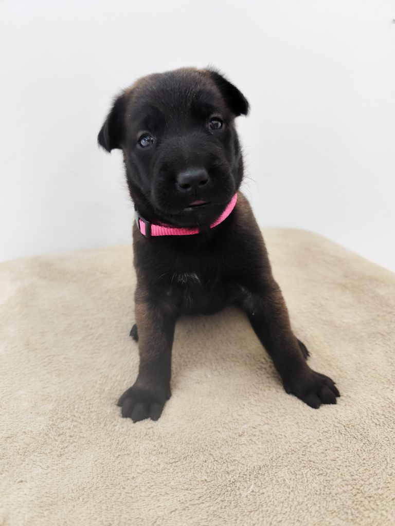 Des Terres Behennoises - Chiots disponibles - Berger Belge