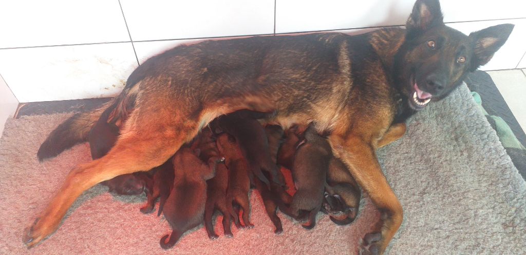 Chiot Berger Belge Des Terres Behennoises