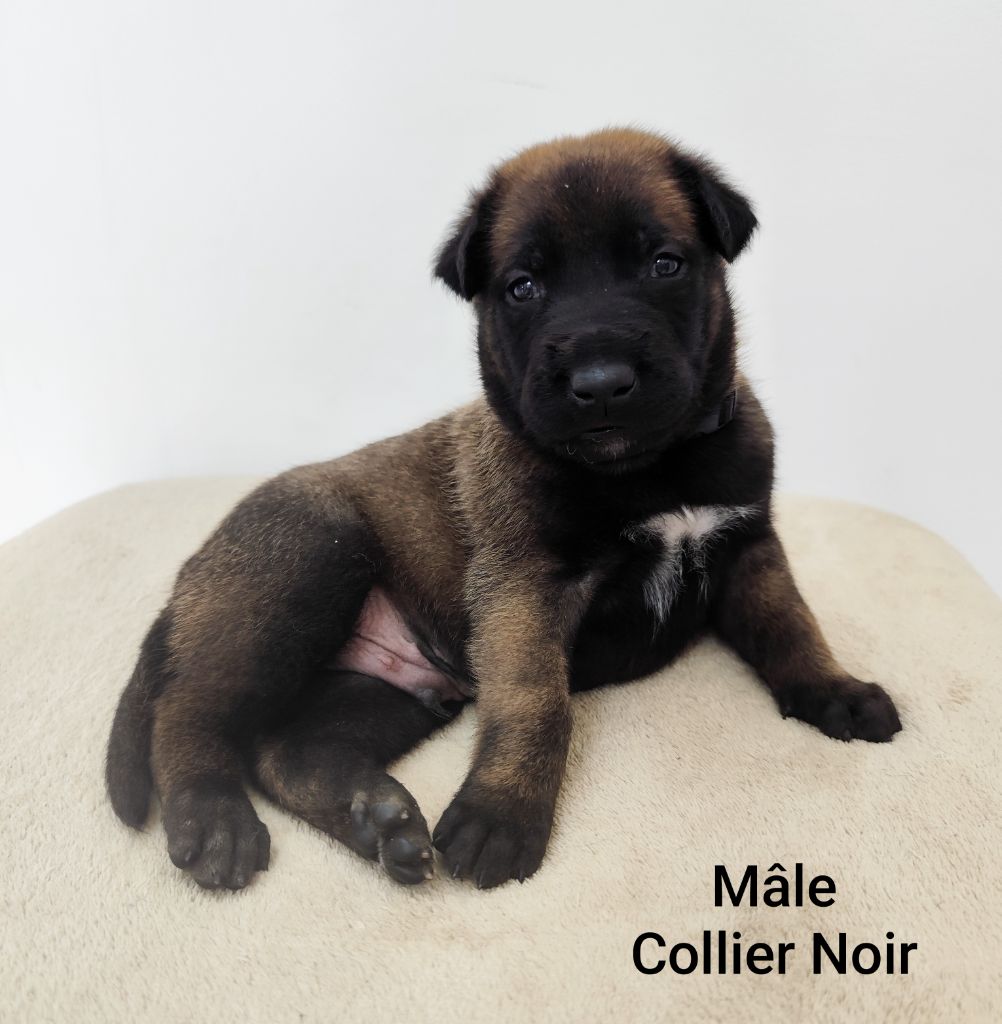 Des Terres Behennoises - Chiots disponibles - Berger Belge