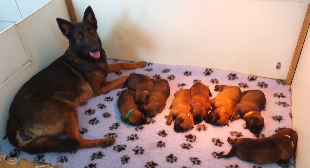 Chiot Berger Belge Des Terres Behennoises
