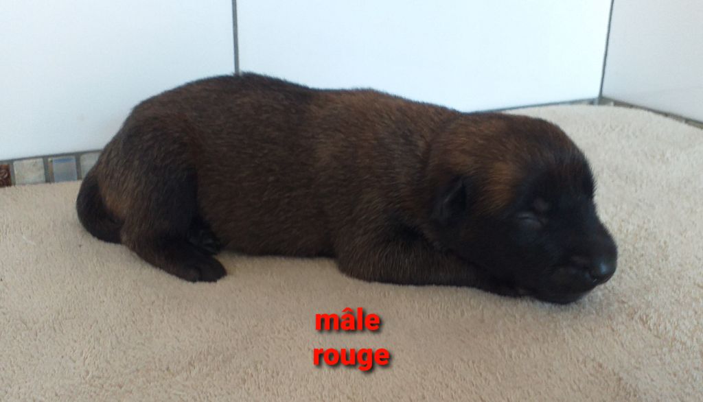 Des Terres Behennoises - Chiots disponibles - Berger Belge