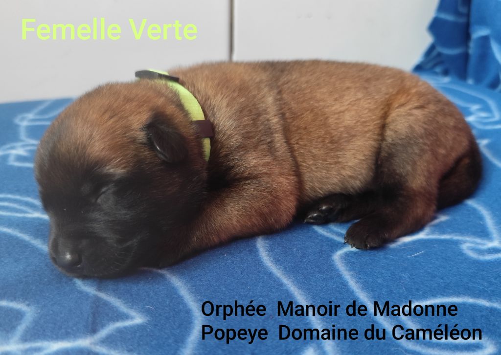 Des Terres Behennoises - Chiots disponibles - Berger Belge