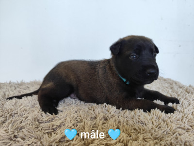 Bleu