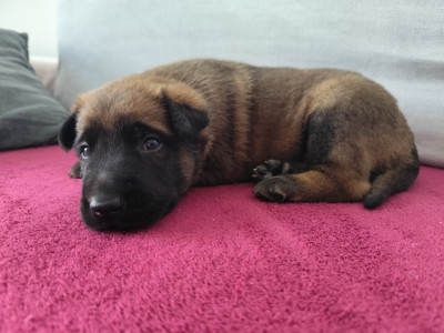 CHIOT 1
