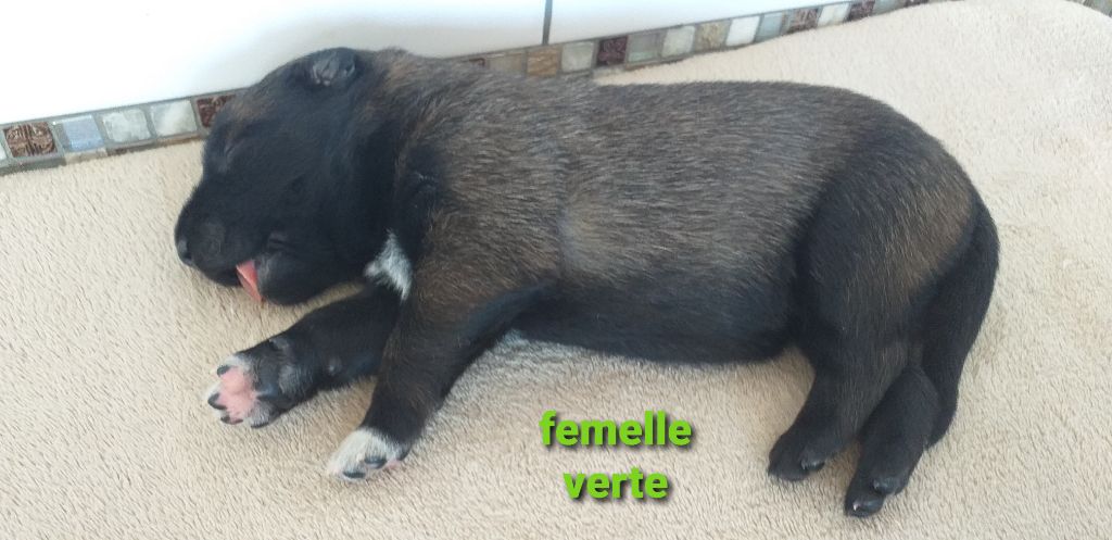 Des Terres Behennoises - Chiots disponibles - Berger Belge