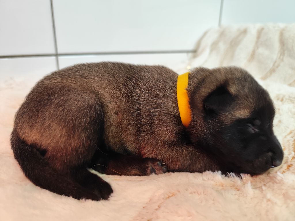 Des Terres Behennoises - Chiots disponibles - Berger Belge