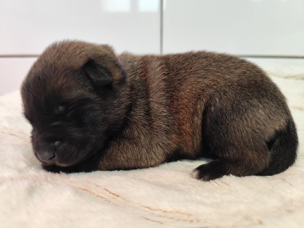 Des Terres Behennoises - Chiots disponibles - Berger Belge