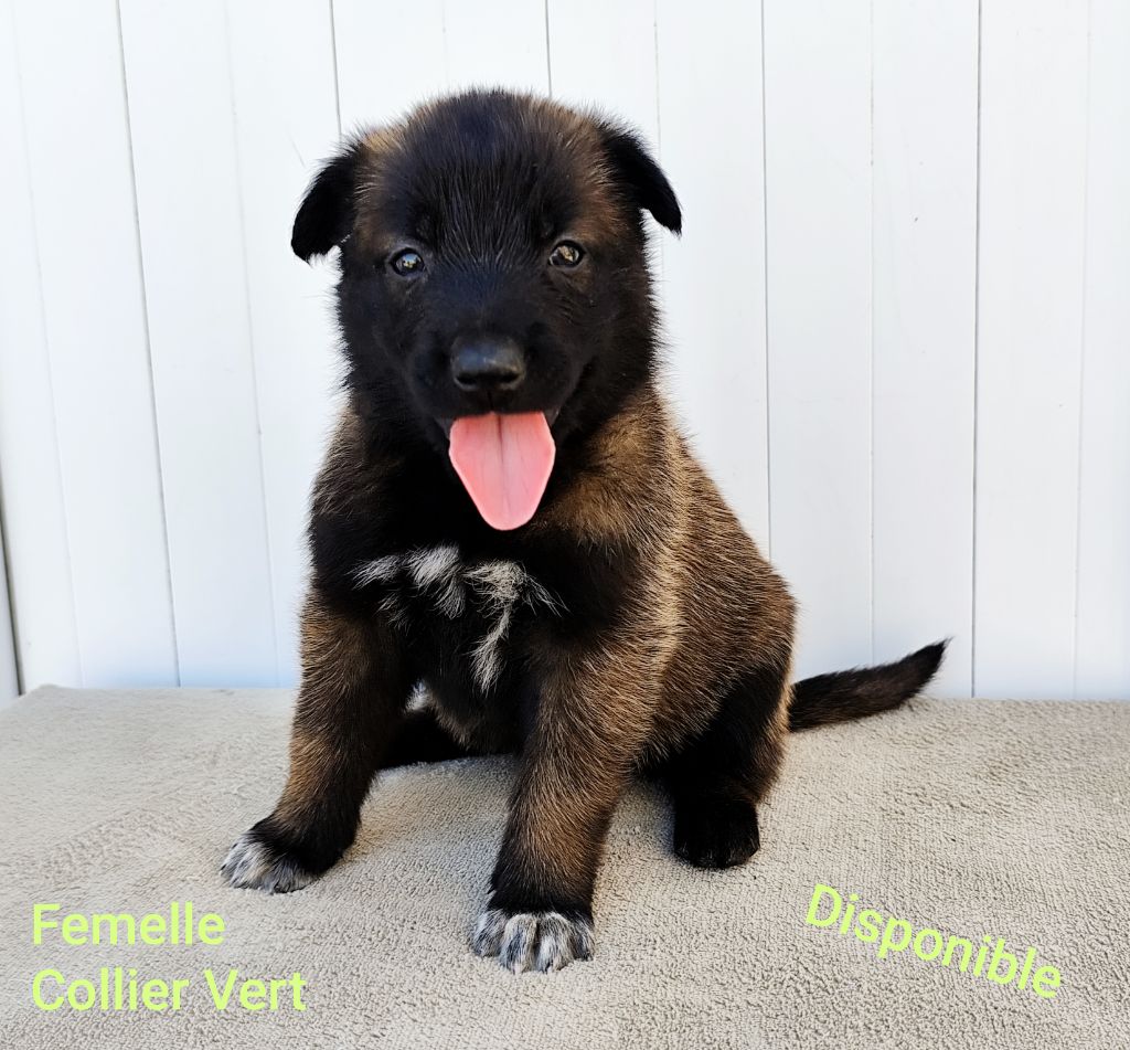 Des Terres Behennoises - Chiots disponibles - Berger Belge