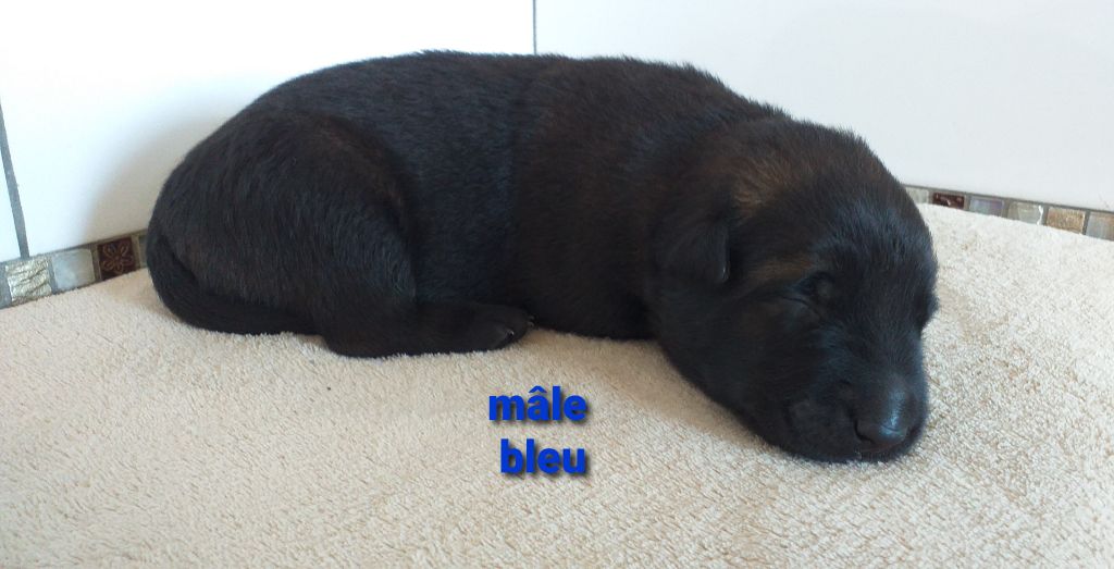 Des Terres Behennoises - Chiots disponibles - Berger Belge