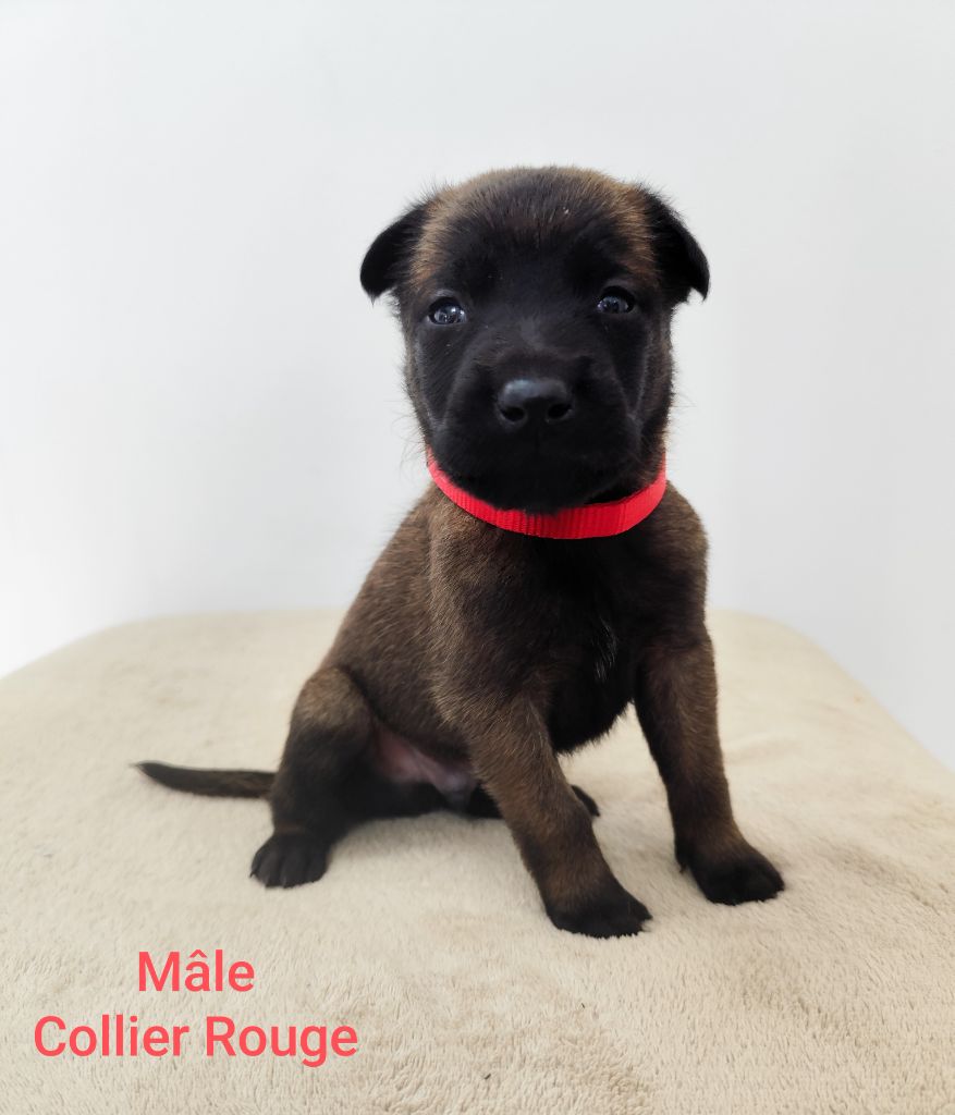 Des Terres Behennoises - Chiots disponibles - Berger Belge
