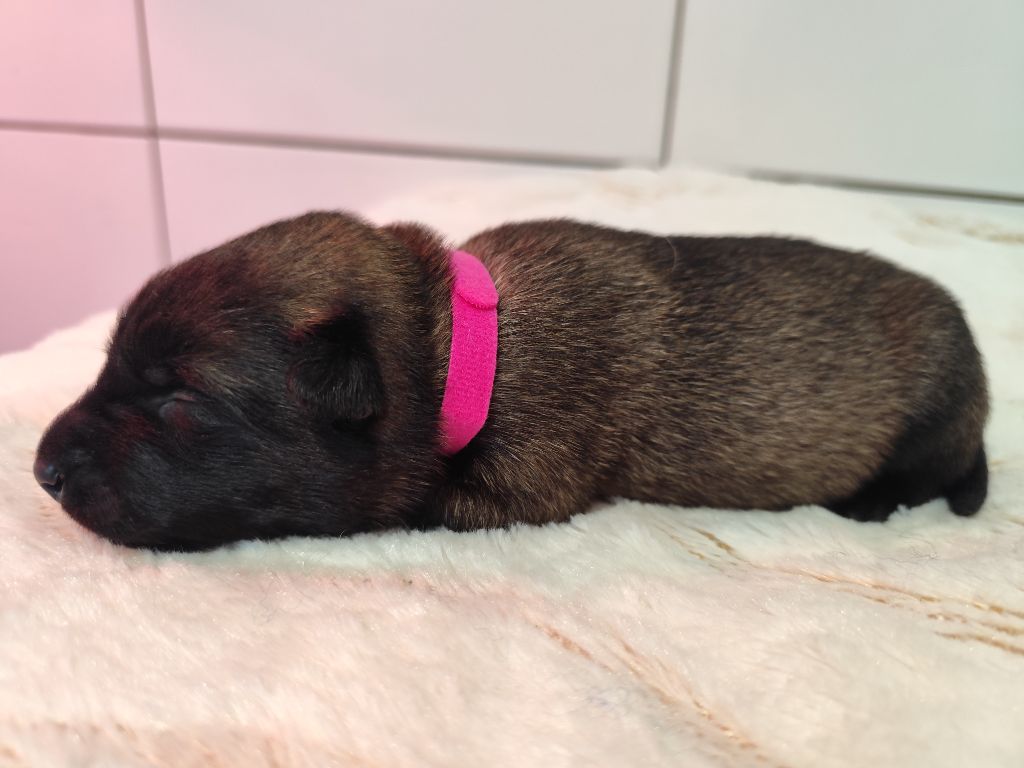 Des Terres Behennoises - Chiots disponibles - Berger Belge