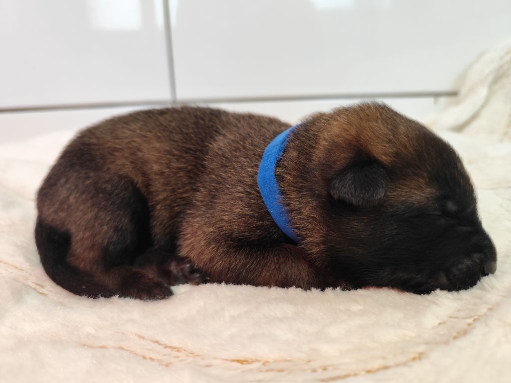 Des Terres Behennoises - Chiots disponibles - Berger Belge