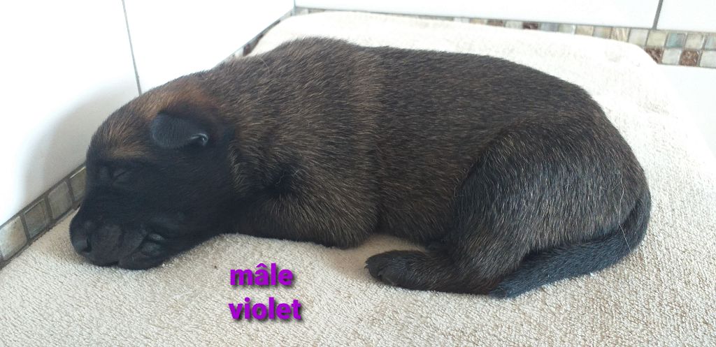 Des Terres Behennoises - Chiots disponibles - Berger Belge