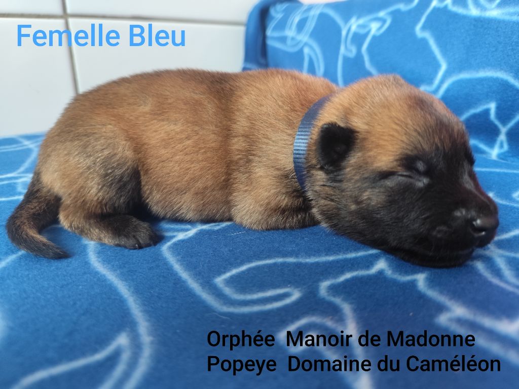 Des Terres Behennoises - Chiots disponibles - Berger Belge