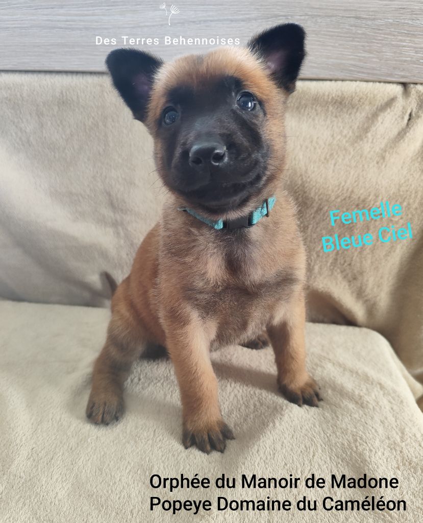 Des Terres Behennoises - Chiots disponibles - Berger Belge