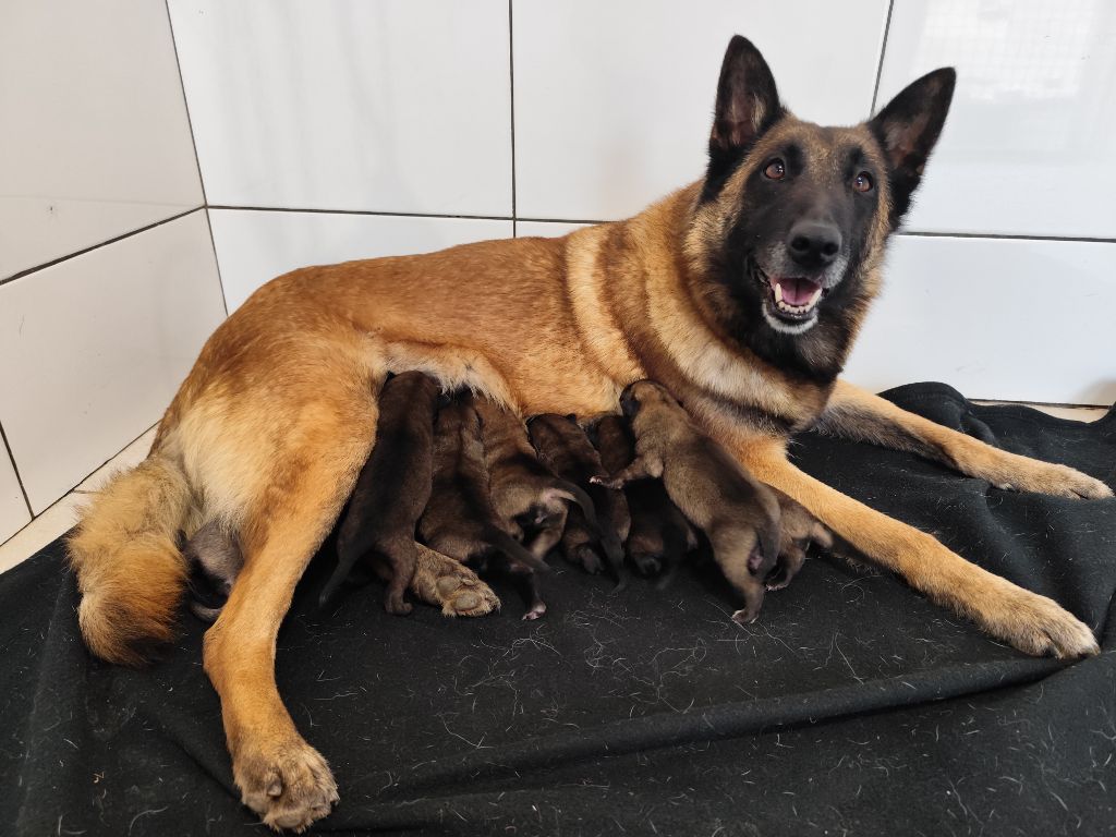 Chiot Berger Belge Des Terres Behennoises