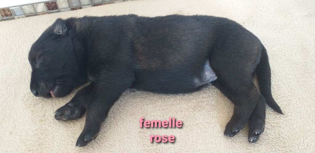Des Terres Behennoises - Chiots disponibles - Berger Belge